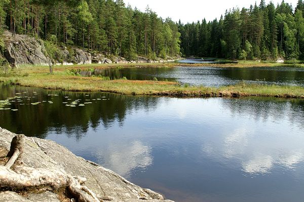 Kallioinen metsälampi Nuuksiossa