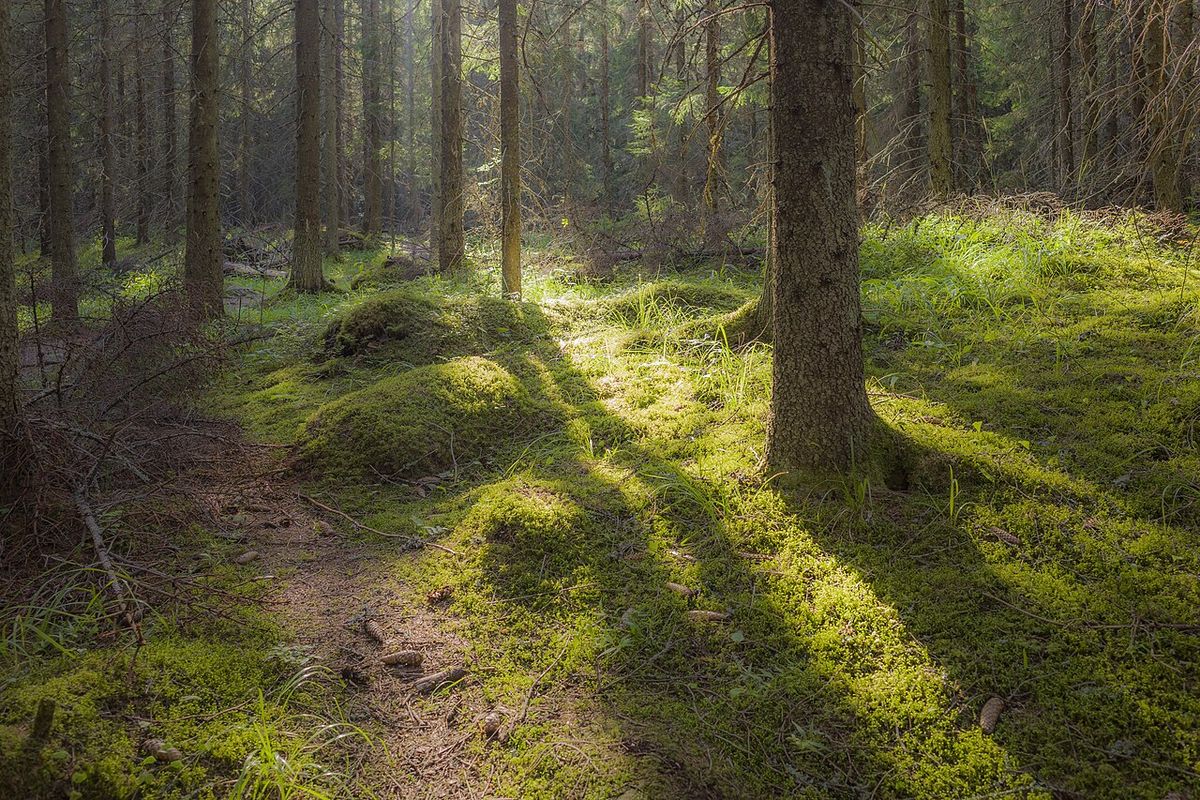 Aamuaurinko kuusikossa paluumatkalla.