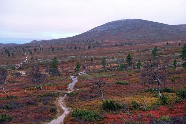 Polku ruskan värittämässä tunturimaisemassa Pallaksen ja Hetan välillä